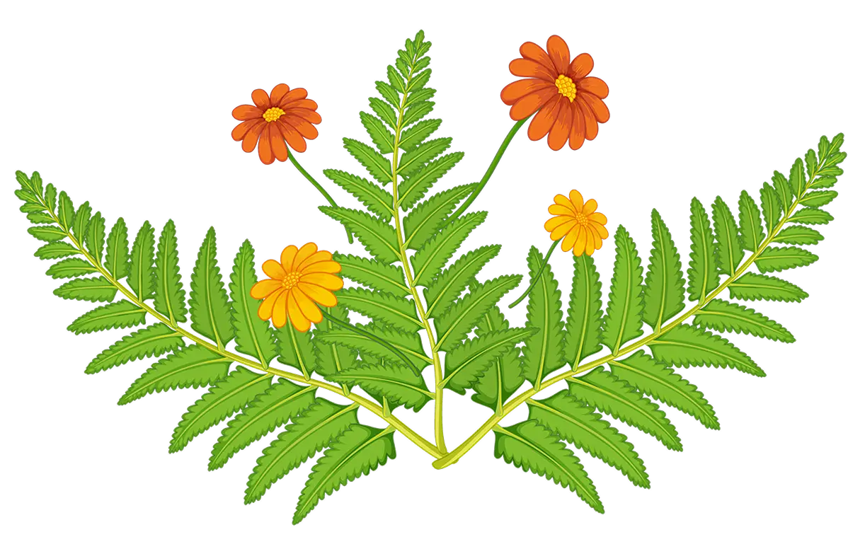 leaf Image